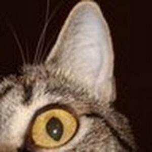 jasoncolquitt avatar