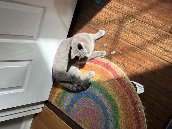 Messy Room, Adorable Cat