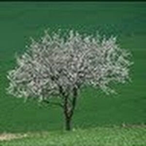 brigittepierre avatar