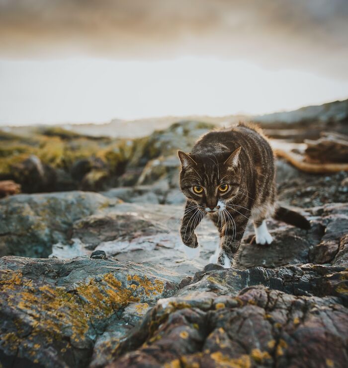 So I Paid For A Professional Photoshoot Of My Cat. No Regrets