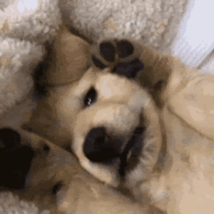 reganhilliker avatar