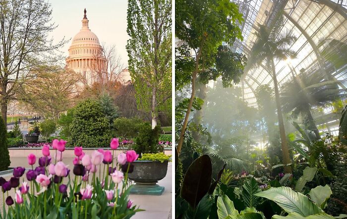 Vibrant tulip flowers in a garden with a historical dome and lush green tropical plants inside a glass conservatory.