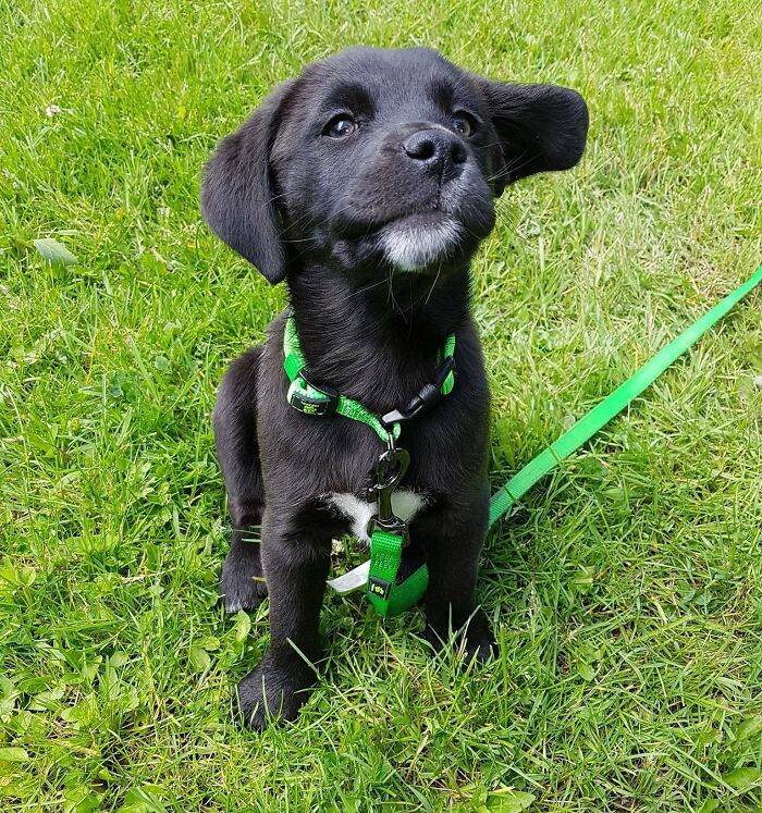 He Doesn't Quite Know His Name Yet, But He Sure Knows How To Pose For Pictures - Meet Leo