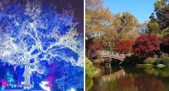 Left side shows a large tree illuminated with blue and white lights at night; right side features a serene garden pond with a wooden bridge and autumn foliage.