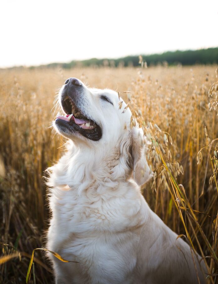 I Took A Picture Of My Friend's Dog Enjoying The Last Days Of Summer