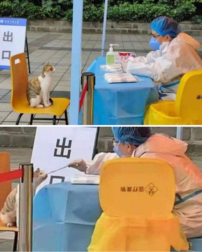 50 Times People Spotted Animals In Places They Shouldn't Be And Just Had To Document It