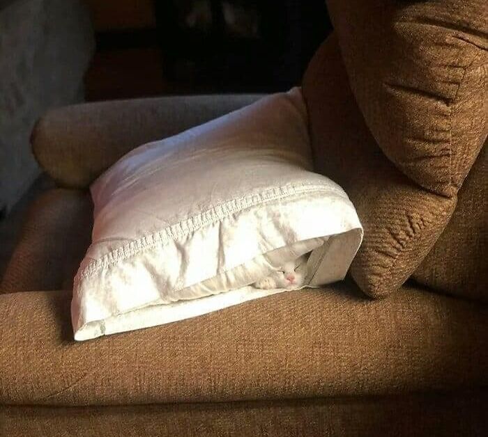 50 Times People Spotted Animals In Places They Shouldn't Be And Just Had To Document It