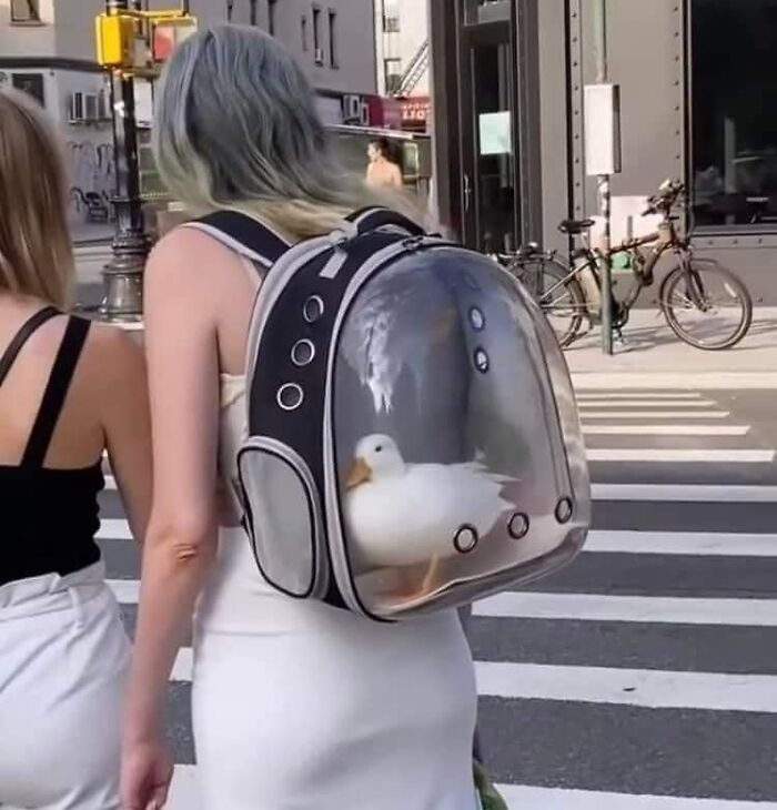 50 Times People Spotted Animals In Places They Shouldn't Be And Just Had To Document It