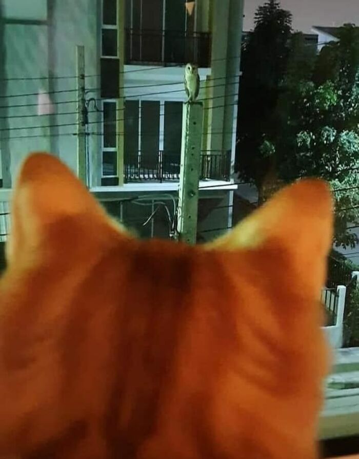 50 Times People Spotted Animals In Places They Shouldn't Be And Just Had To Document It