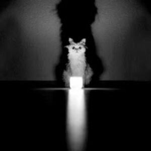 mysteriouscat avatar