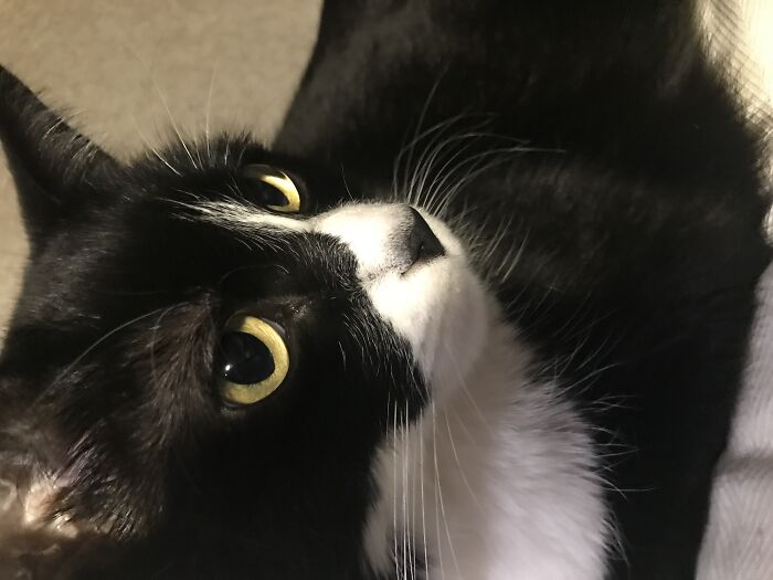 My Tuxedo Cat Named Dolly!