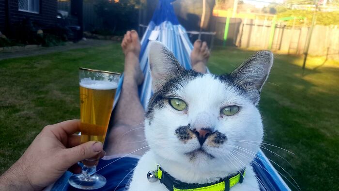 I Gave My Son A Hammock For His Birthday... He Sent Me This Pic, He’s Obviously Not The Only One Enjoying It