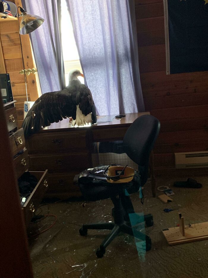 La semana pasada un águila calva voló por la ventana de mi habitación, mientras yo estaba acostado en la cama. Fue una locura, por decir lo menos