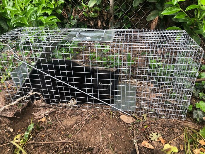 Puse atún para atraer a un mapache pesado, y encontré esto por la mañana