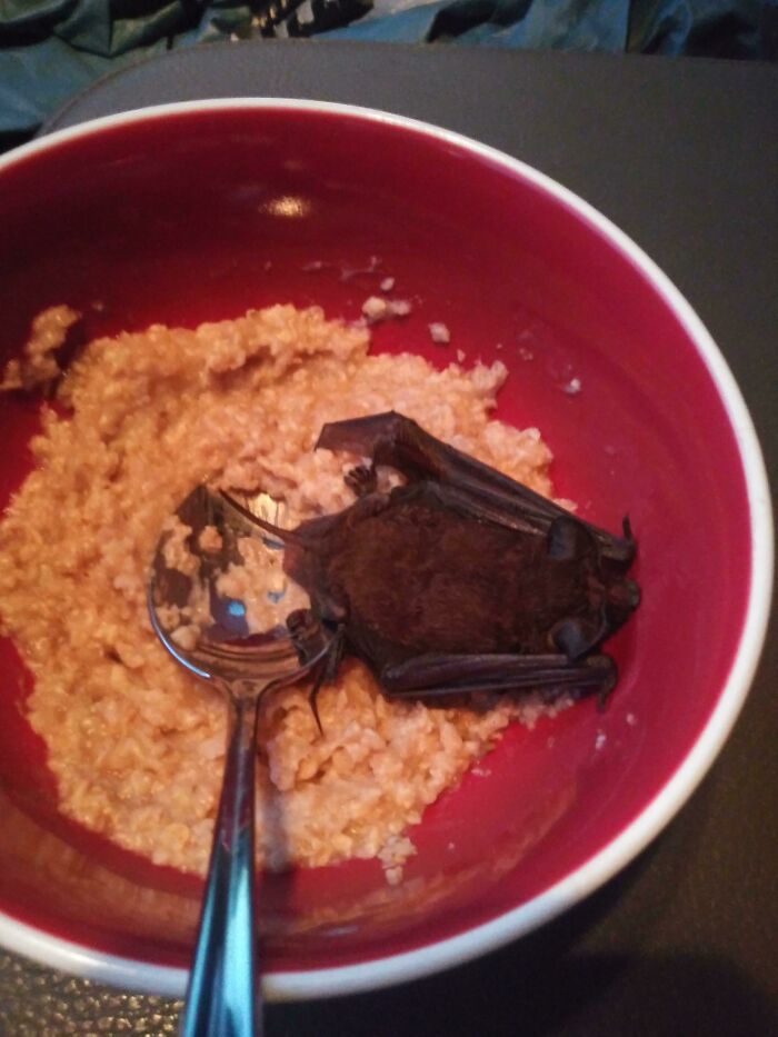 Esta mañana un murciélago se estrelló contra mi cara y cayó en mi desayuno. Parecía estar bien