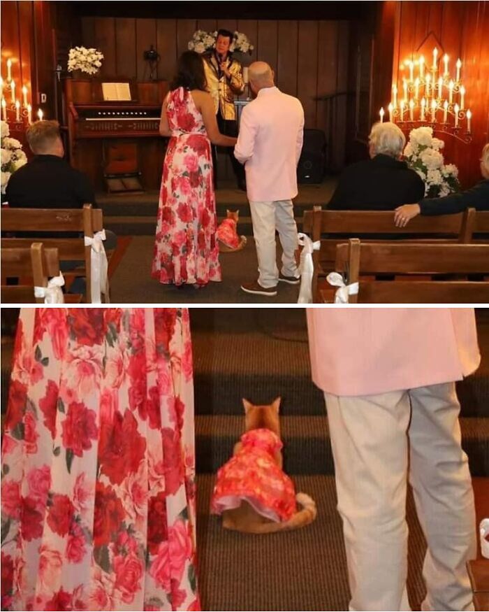 50 Times People Spotted Animals In Places They Shouldn't Be And Just Had To Document It