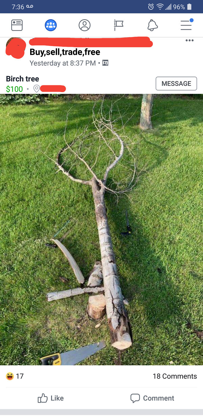 It's Not Even A Birch, It's A Poplar Tree