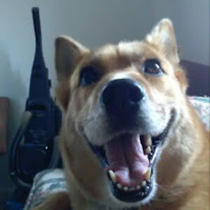 arsenamcintire avatar