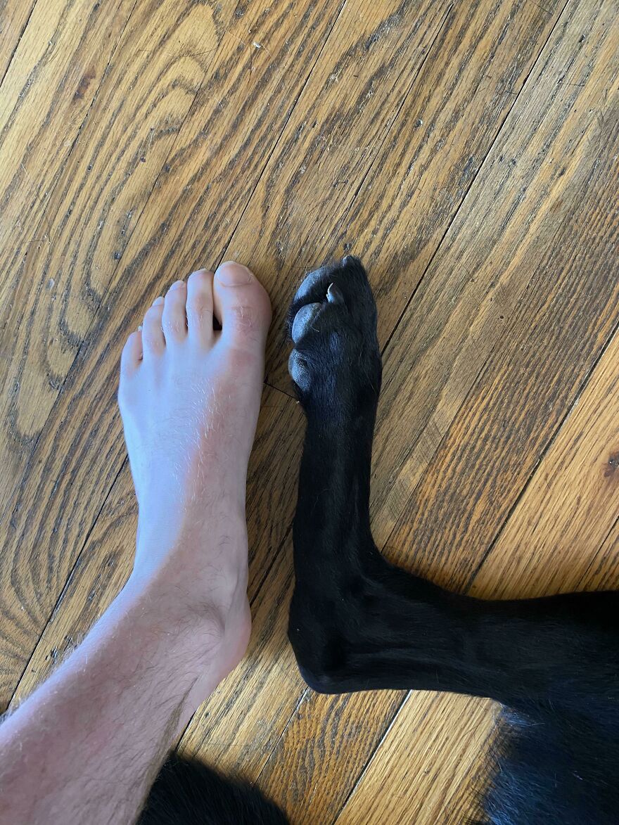 My Dogs Foot Is The Same Length As Mine My Dogs Foot Is The Same Length As Mine