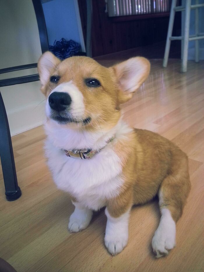 Brown dog sitting and looking