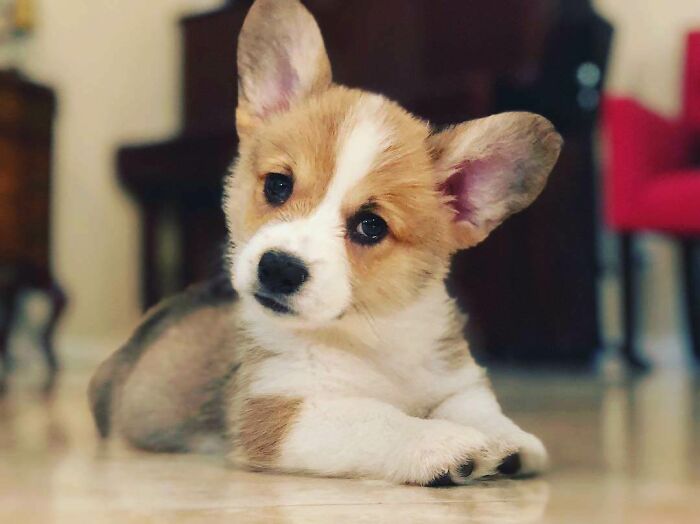Brown puppy lying on the ground and looking