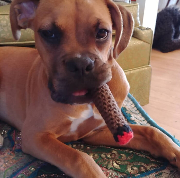 My Mom Crocheted My Dog A Cigar