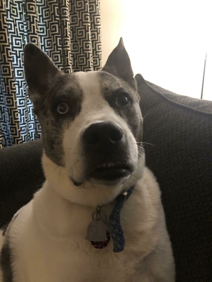 White and black dog looking scared