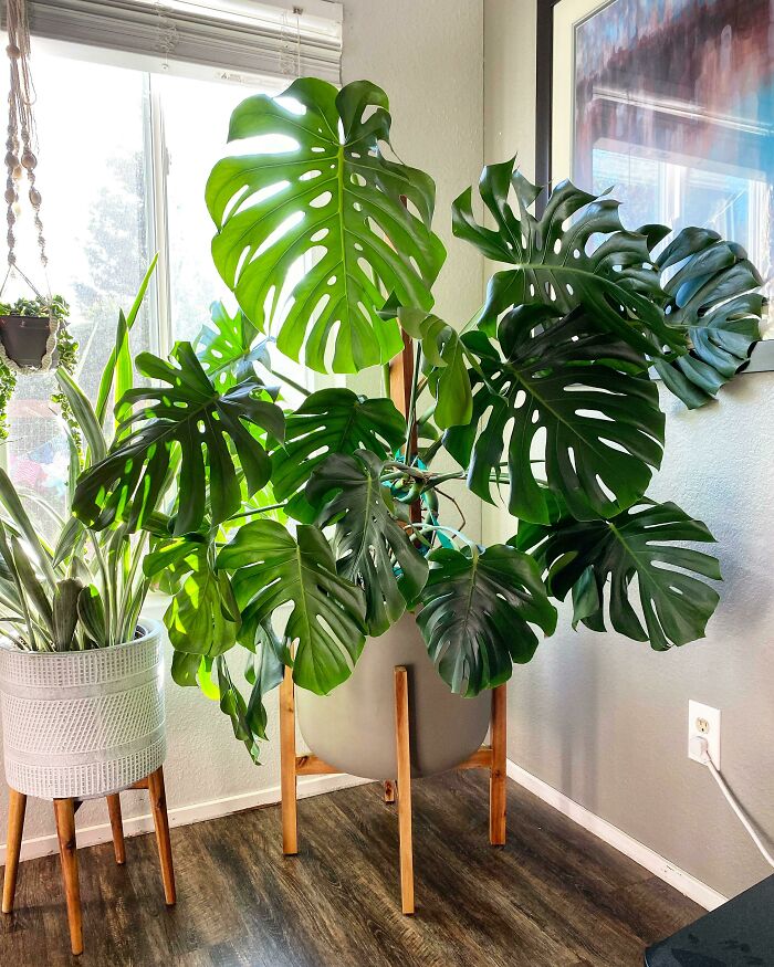 Large monstera plant in stylish indoor pot, adding a touch of green to home decoration.