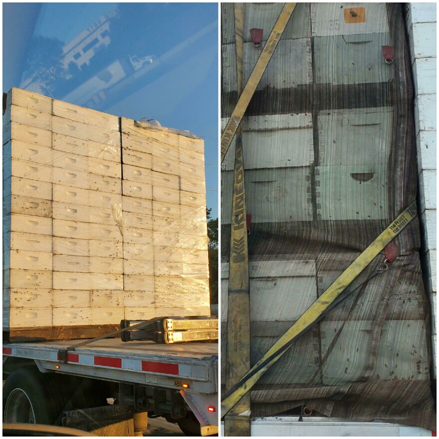 I Saw A Truckload Of Bees Being Transported On The Highway Yesterday. I Saw A Truckload Of Bees Being Transported On The Highway Yesterday.
