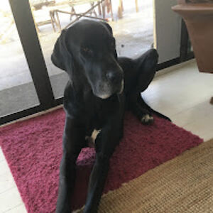 sharoncameron_1 avatar