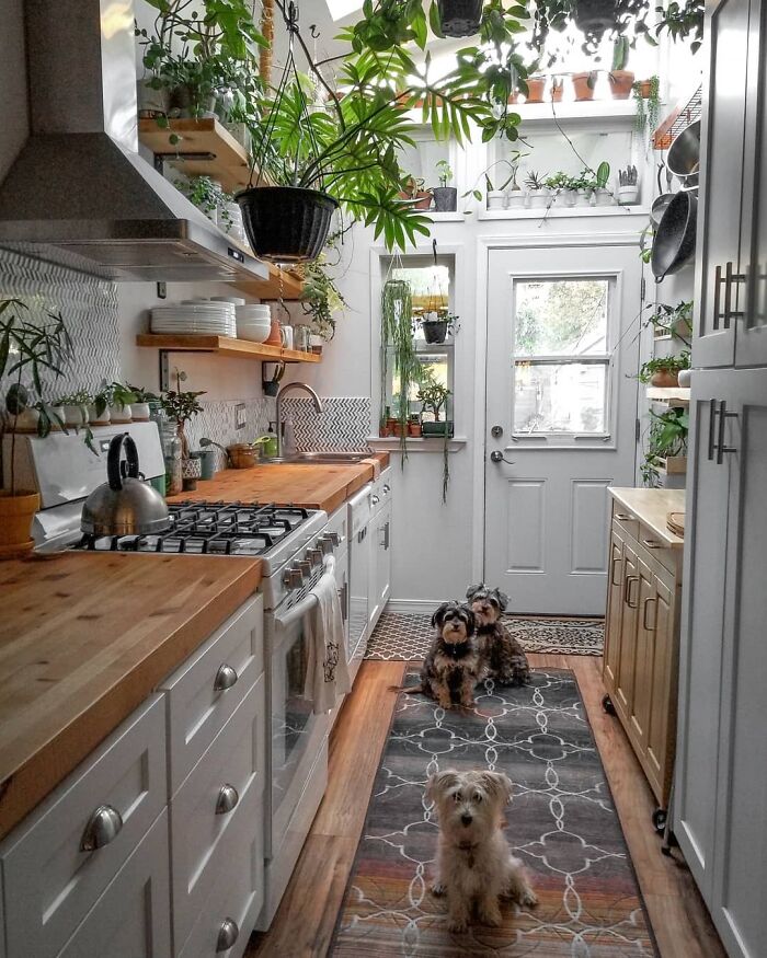 Kitchen filled with plants and dogs, showcasing creative decoration ideas.