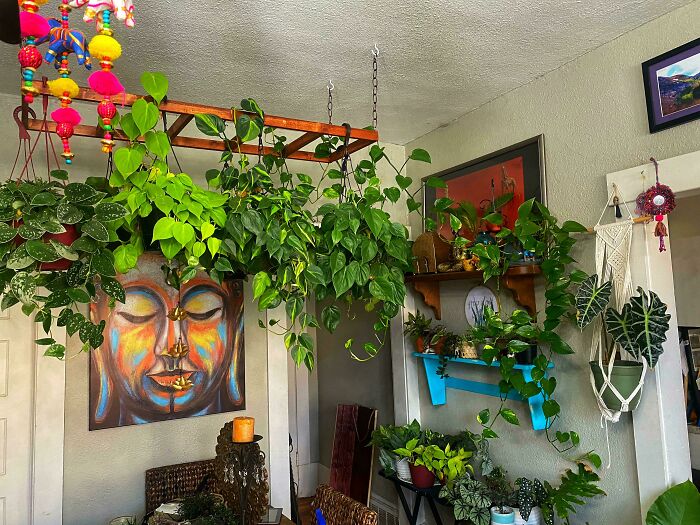 Colorful indoor plants and artistic decor for creative decoration inspiration.