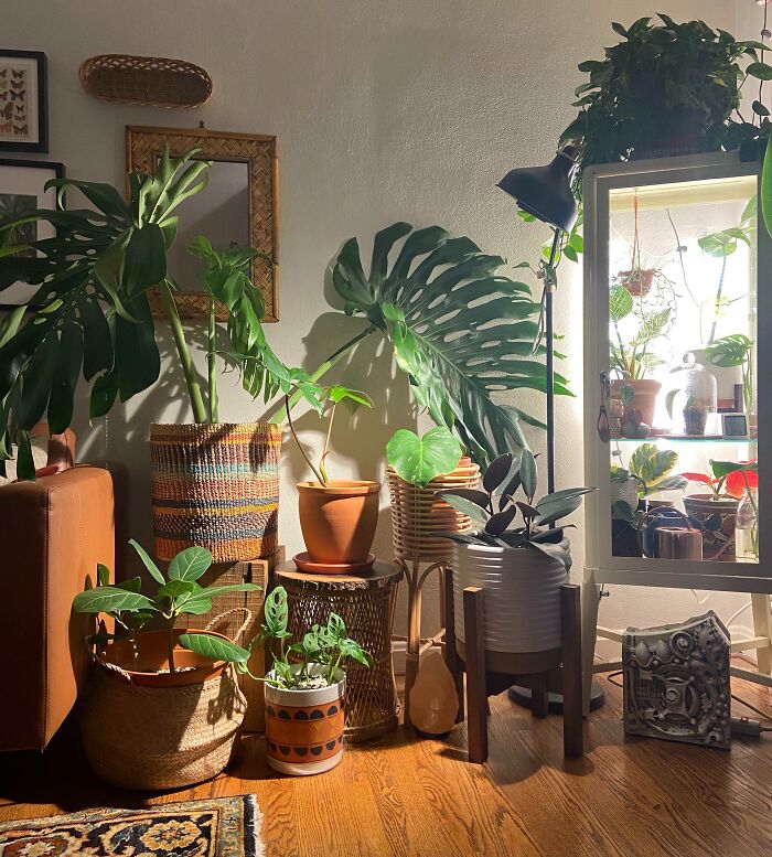 Indoor plants in woven baskets and terracotta pots, creating a cozy home decoration atmosphere with natural light.