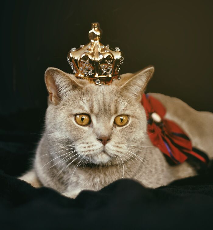 Laying cat with a crown on top of his head 