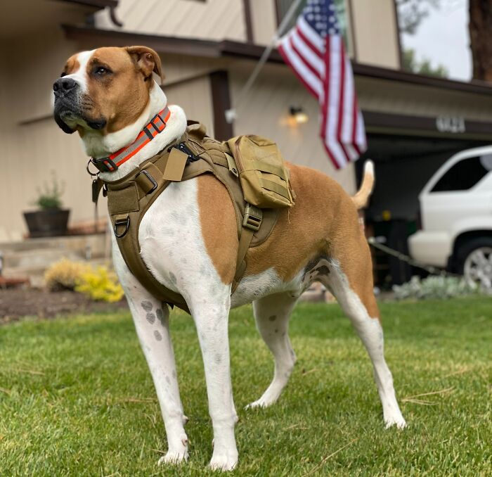Dog standing in a front porch 