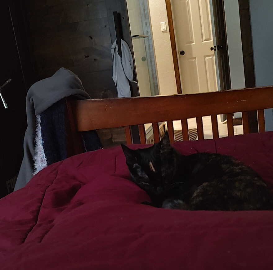 24 Pictures Of My Beautiful Cats I Love To Bits🐈&zwj;⬛🐈