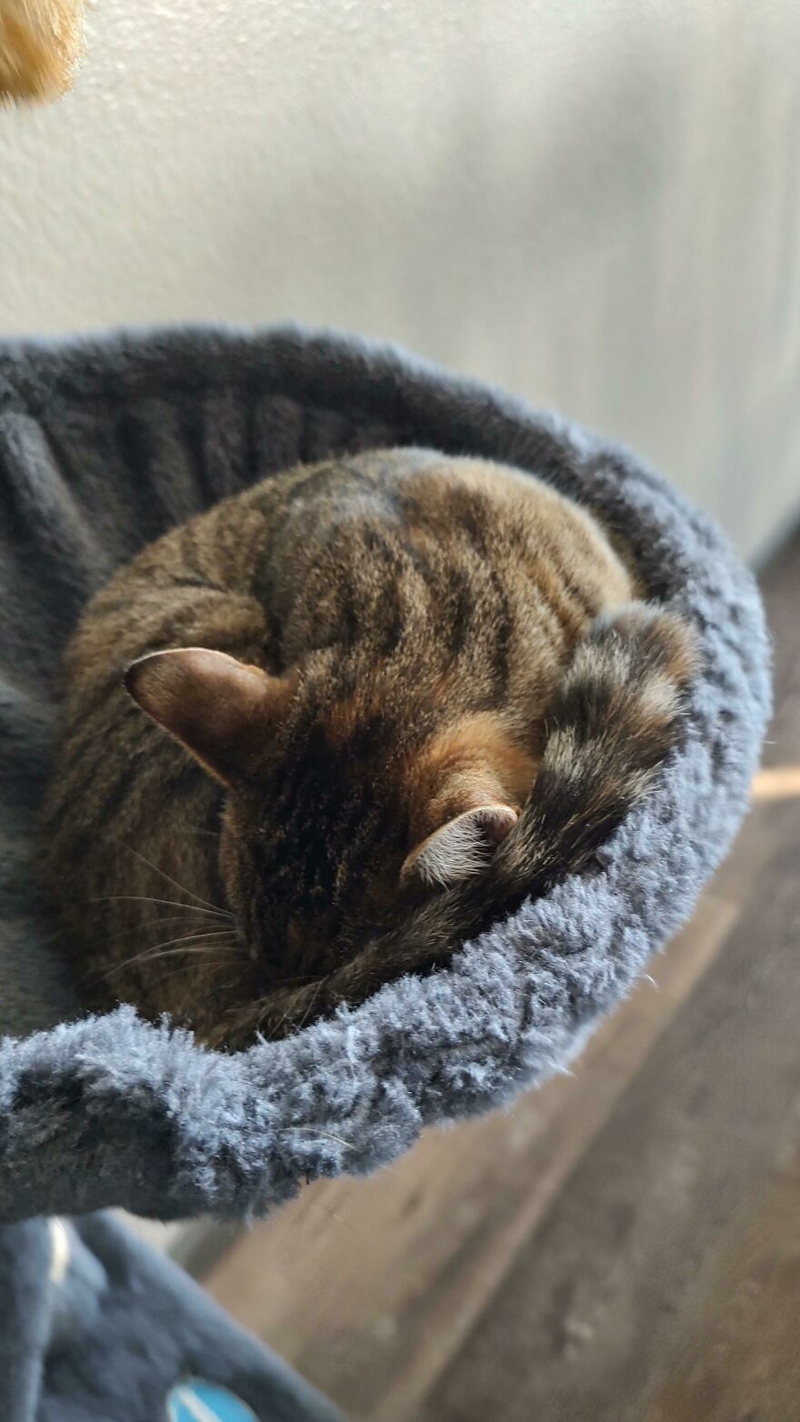 24 Pictures Of My Beautiful Cats I Love To Bits🐈&zwj;⬛🐈
