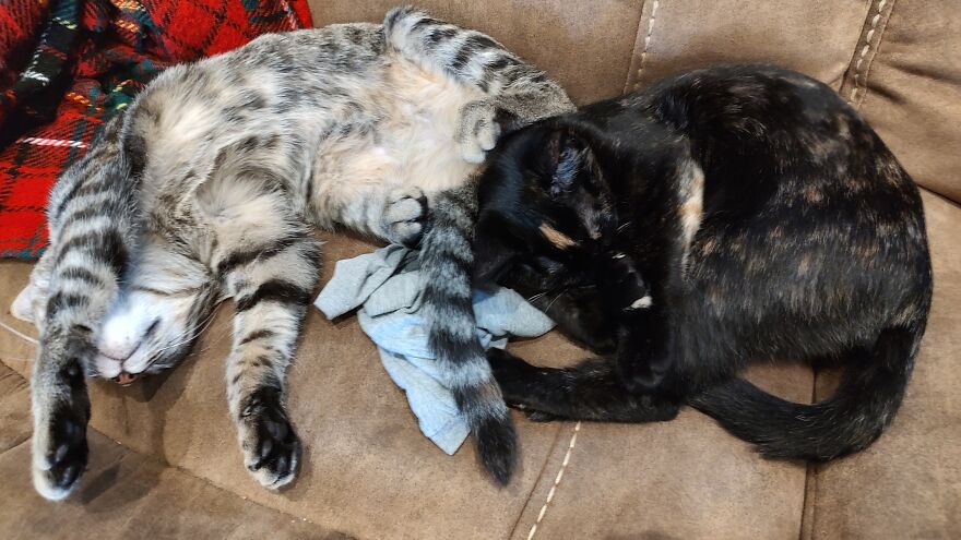 24 Pictures Of My Beautiful Cats I Love To Bits🐈&zwj;⬛🐈