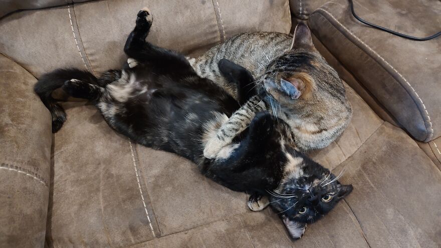 24 Pictures Of My Beautiful Cats I Love To Bits🐈&zwj;⬛🐈