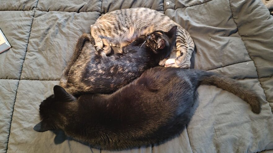 24 Pictures Of My Beautiful Cats I Love To Bits🐈&zwj;⬛🐈