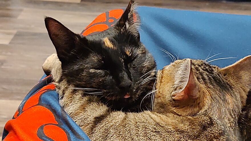 24 Pictures Of My Beautiful Cats I Love To Bits🐈&zwj;⬛🐈