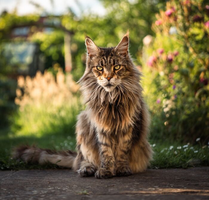Brown Maine C**n cat sitting on the road 