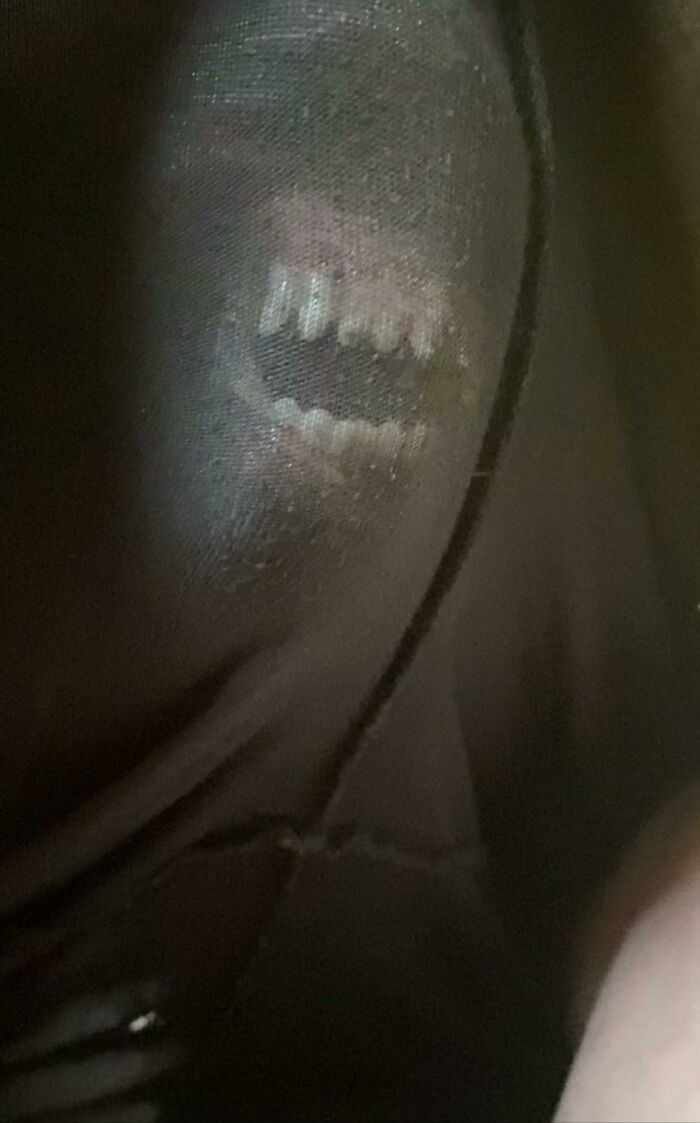 Incase You Couldnt Tell This Is A Dog