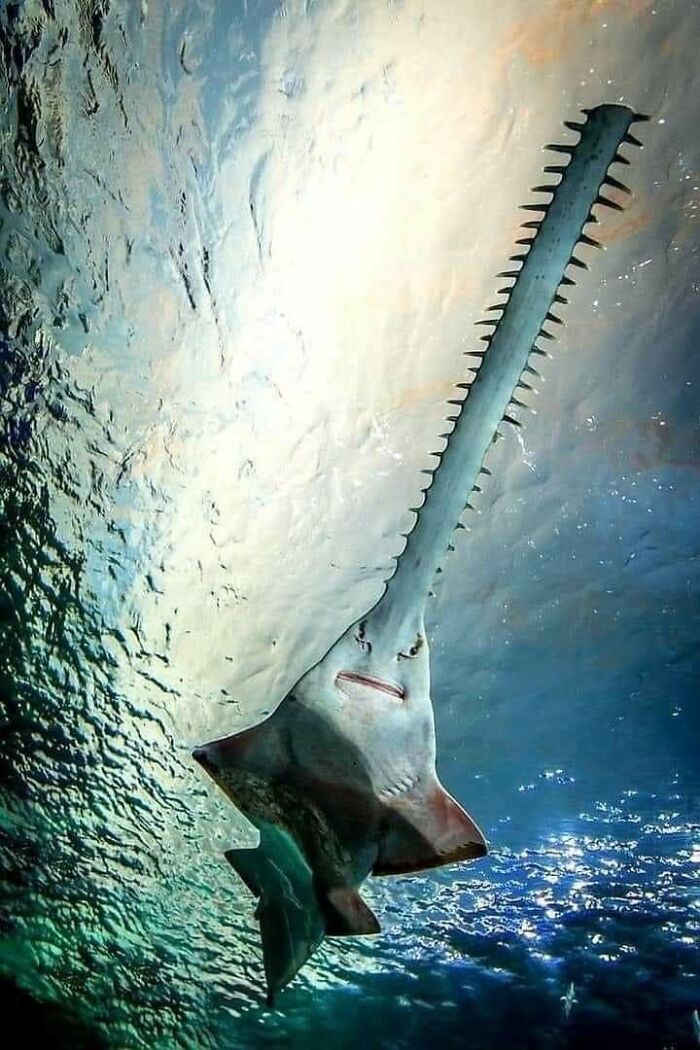 Sawfish