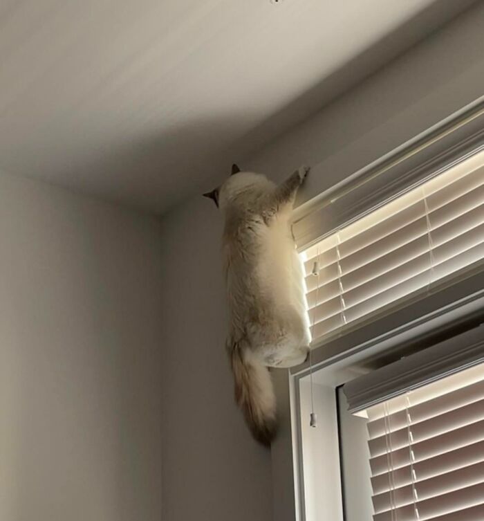 A Case Of The Zoomies Resulted In This