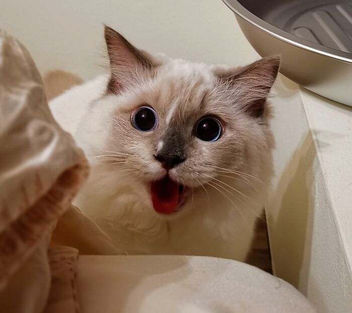 It's 1am And She Still Wants To Play, Please Send Help