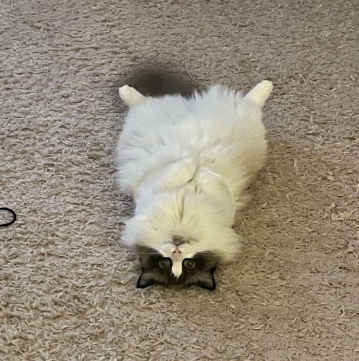 Normal Position To Watch People