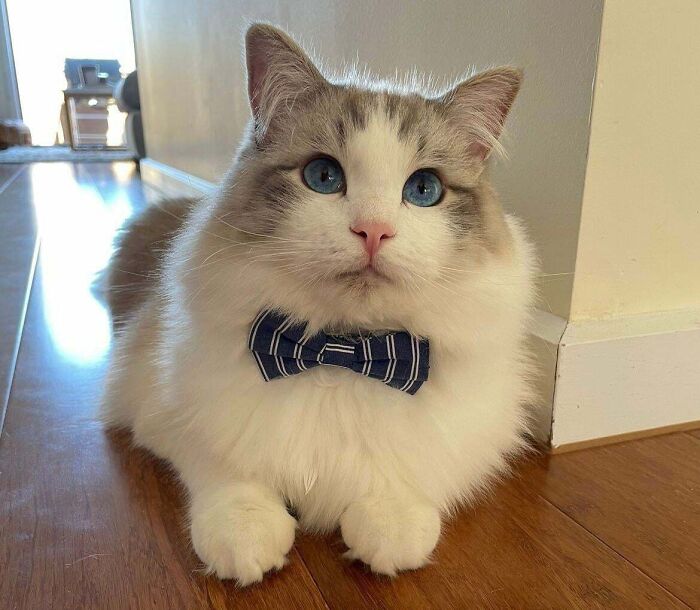 Bowie In A Bowie Tie (Which He Hated)