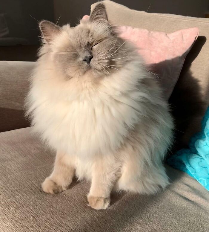 Elmo Smiling In A Sunbeam