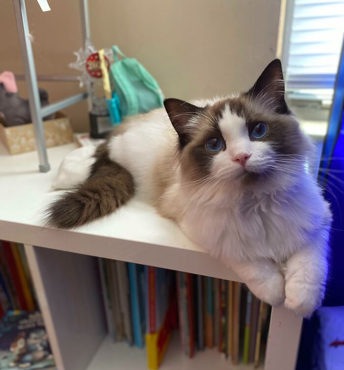 Enjoy Kobe, My 1 Year Old Ragdoll!